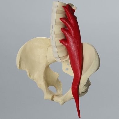 Anatomisk modell av bäcken, ländrygg och den röda psoasmuskeln